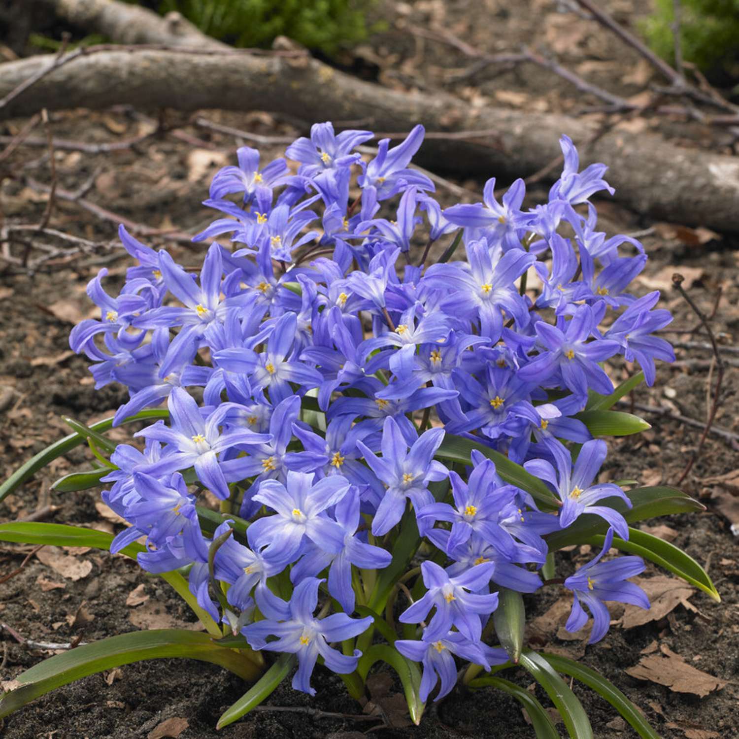 Kirjokevättähti 'Luciliae'